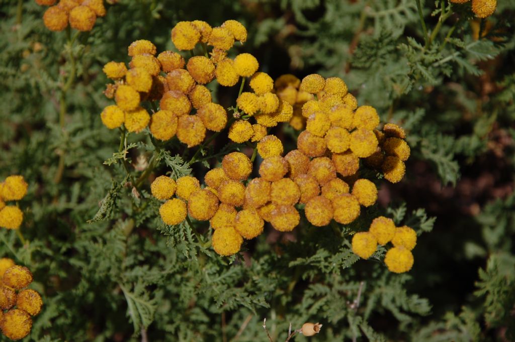 Tanacetum vulgare subsp. siculum / Erba-amara siciliana
